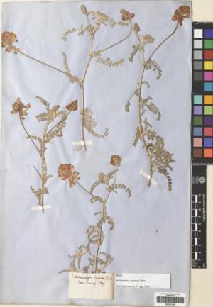 Astragalus amatus [Espécimen: ]