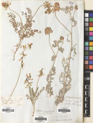 Astragalus amatus [Espécimen: ]