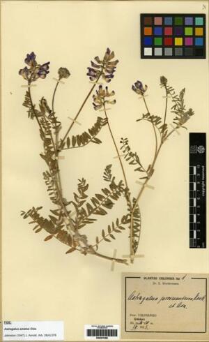 Astragalus amatus [Espécimen: ]