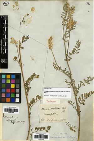 Astragalus chamissonis [Espécimen: ]