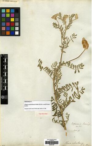 Astragalus chamissonis [Espécimen: ]