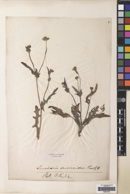 Leucheria senecioides [Espécimen: ]