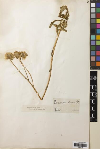 Perezia spathulata [Espécimen: ]