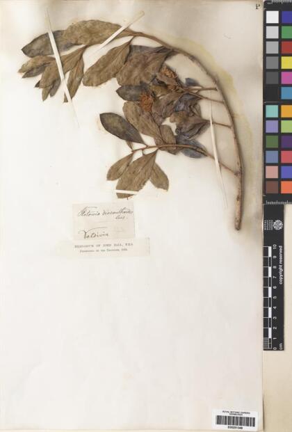 Archidasyphyllum diacanthoides [Espécimen: ]