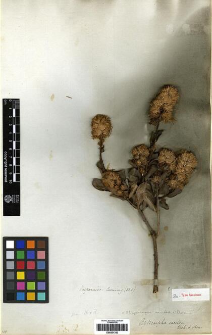 Archidasyphyllum excelsum [Espécimen: ]