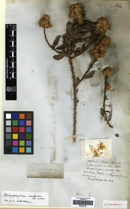 Archidasyphyllum excelsum [Espécimen: ]