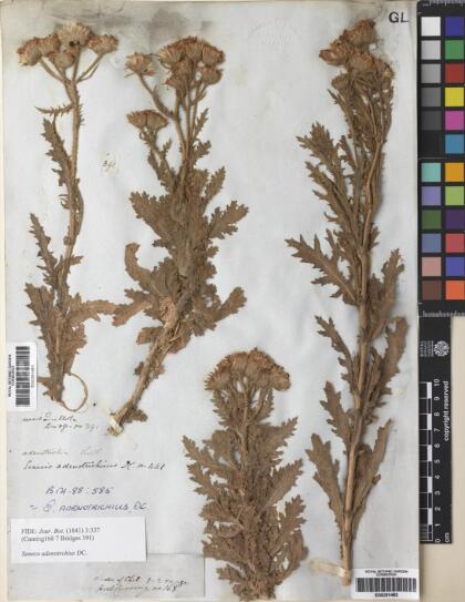 Senecio adenotrichius [Espécimen: ]