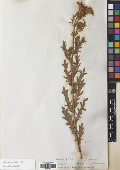 Senecio adenotrichius [Espécimen: ]