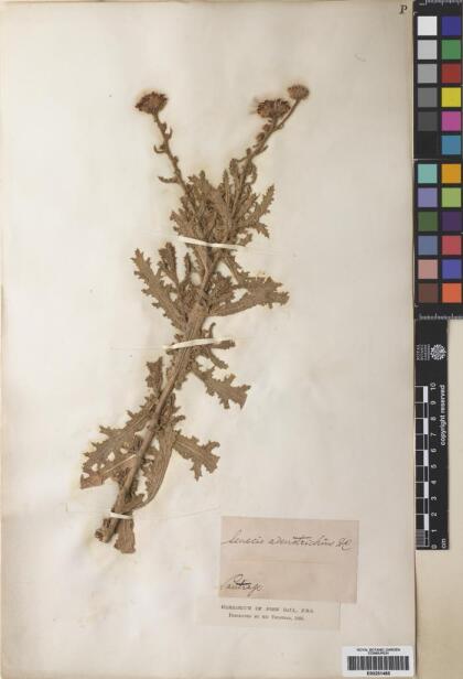 Senecio adenotrichius [Espécimen: ]