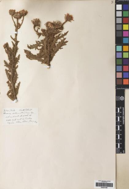 Senecio adenotrichius [Espécimen: ]