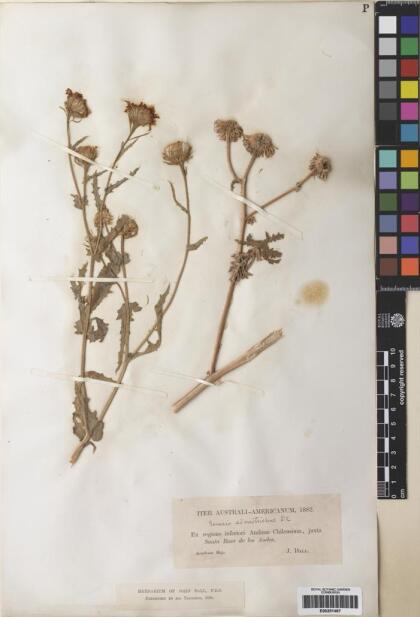 Senecio adenotrichius [Espécimen: ]