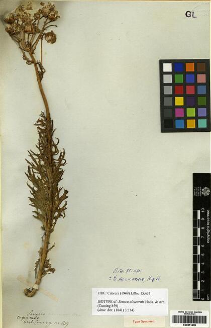 Senecio alcicornis [Espécimen: ]