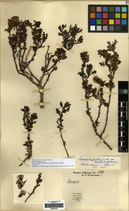 Senecio dryophyllus [Espécimen: ]