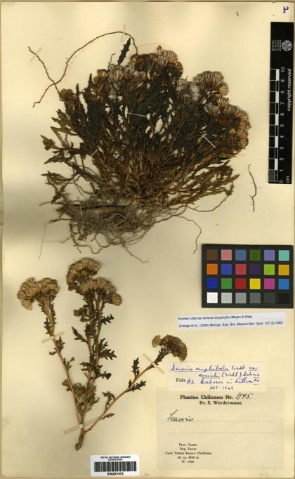 Senecio dryophyllus [Espécimen: ]