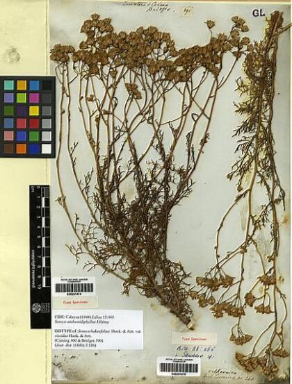 Senecio anthemidiphyllus [Espécimen: ]