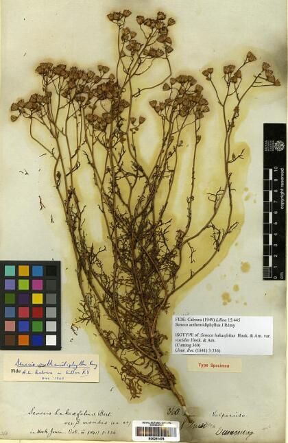 Senecio anthemidiphyllus [Espécimen: ]