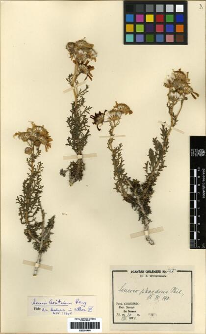 Senecio aristianus [Espécimen: ]
