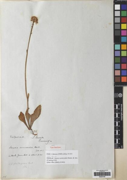 Haplosticha arnicoides [Espécimen: ]