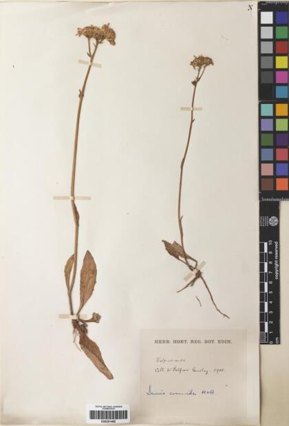 Haplosticha arnicoides [Espécimen: ]