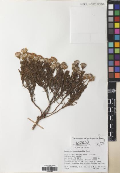 Senecio aspericaulis [Espécimen: ]