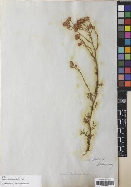 Senecio anthemidiphyllus [Espécimen: ]