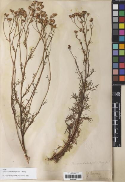Senecio anthemidiphyllus [Espécimen: ]