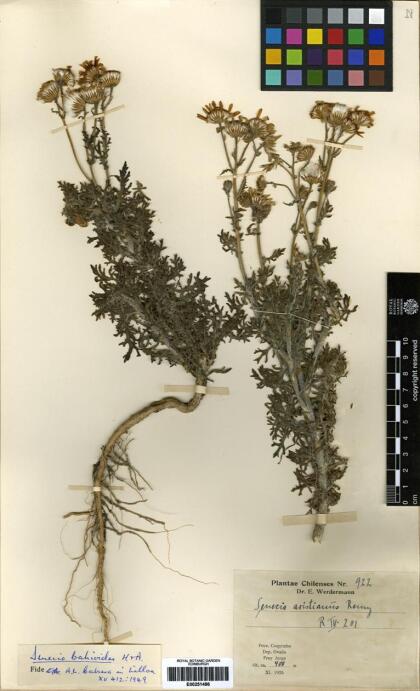 Senecio bahioides [Espécimen: ]