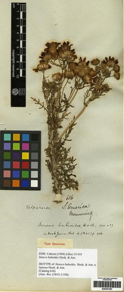 Senecio bahioides [Espécimen: ]