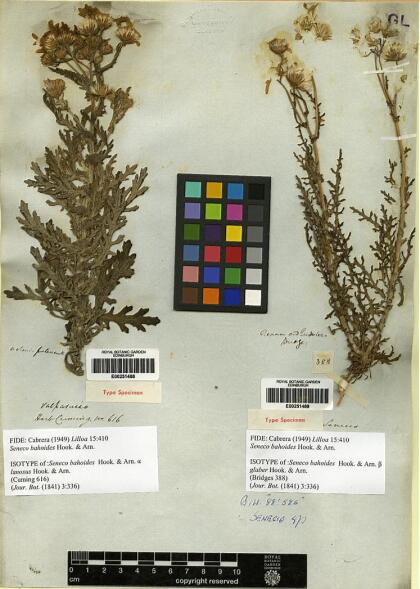 Senecio bahioides [Espécimen: ]