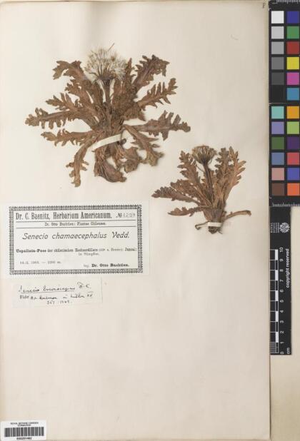 Senecio breviscapus [Espécimen: ]