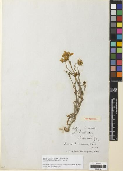 Senecio brunonianus [Espécimen: ]