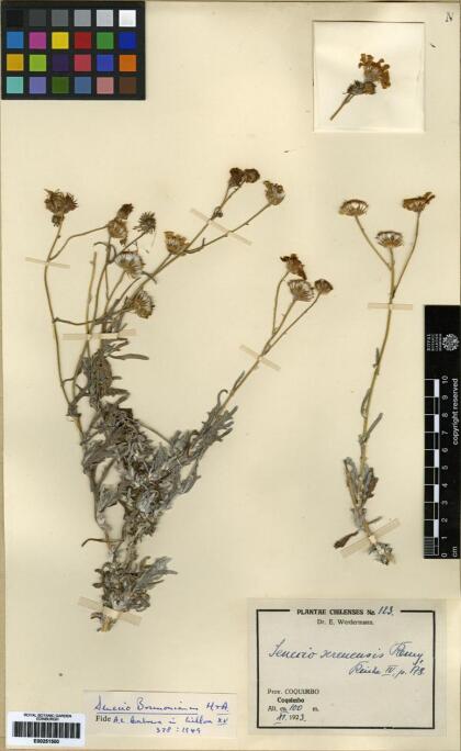 Senecio brunonianus [Espécimen: ]