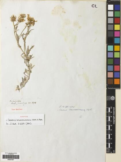 Senecio brunonianus [Espécimen: ]