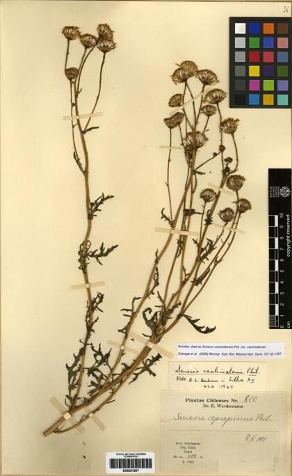 Senecio cachinalensis var. cachinalensis [Espécimen: ]