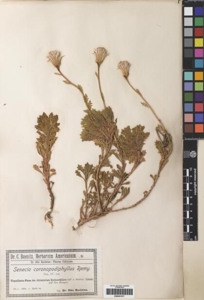 Senecio coronopodiphyllus [Espécimen: ]