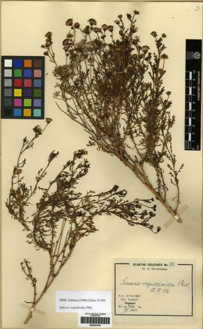 Senecio crepidioides [Espécimen: ]