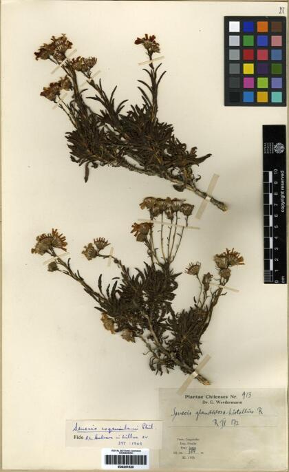 Senecio coquimbensis [Espécimen: ]