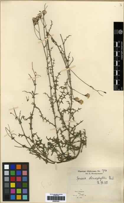 Senecio ctenophyllus [Espécimen: ]