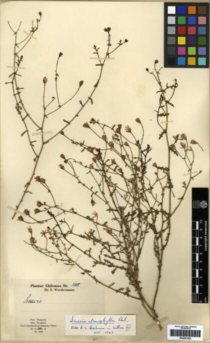 Senecio ctenophyllus [Espécimen: ]