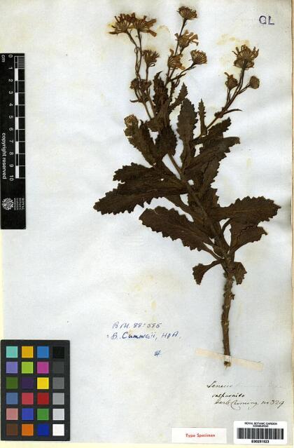 Senecio cumingii [Espécimen: ]