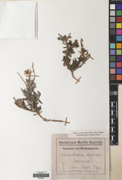 Senecio darwinii [Espécimen: ]