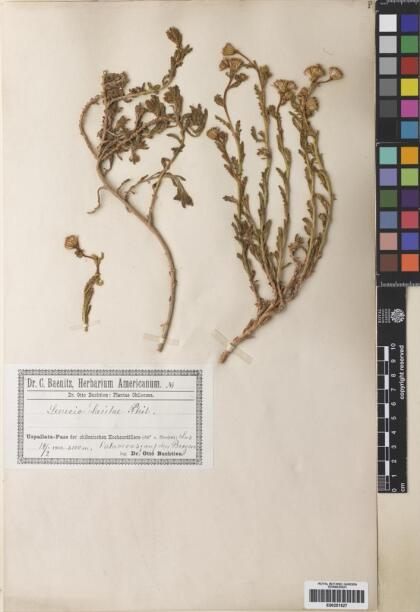 Senecio davilae [Espécimen: ]