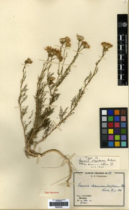 Senecio bipinnatifidus [Espécimen: ]