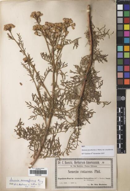Senecio eruciformis var. eruciformis [Espécimen: ]