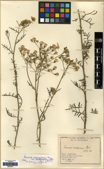 Senecio eruciformis [Espécimen: ]