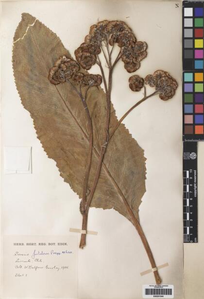 Senecio fistulosus [Espécimen: ]