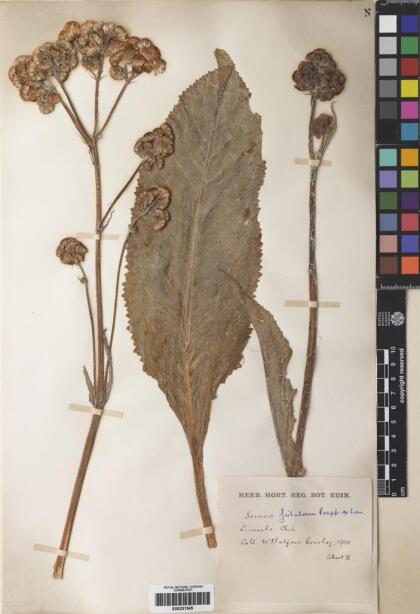 Senecio fistulosus [Espécimen: ]