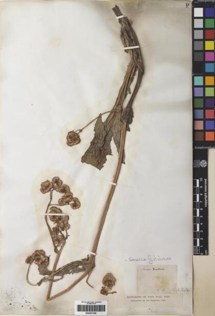Senecio fistulosus var. fistulosus [Espécimen: ]