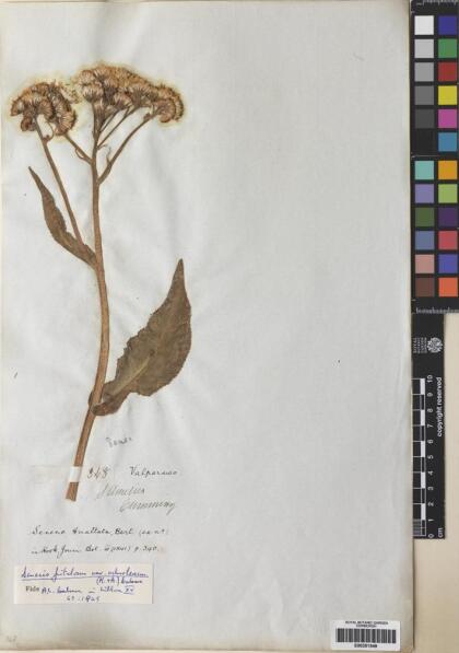 Senecio fistulosus [Espécimen: ]