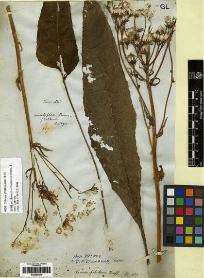 Senecio fistulosus var. ochroleucus [Espécimen: ]